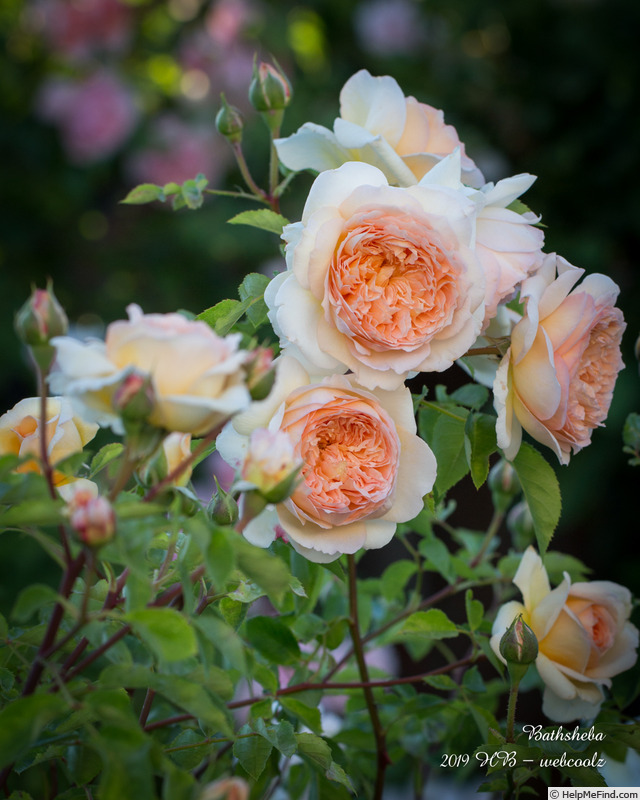 'Bathsheba' rose photo