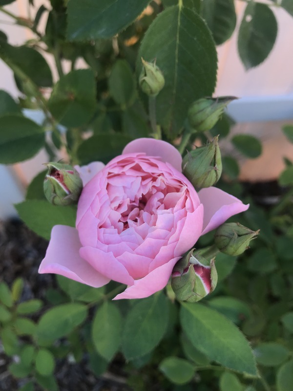 'The Alnwick Rose' rose photo