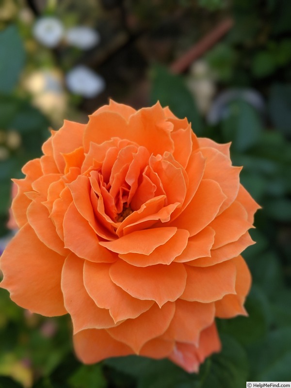 'Sunsong' rose photo