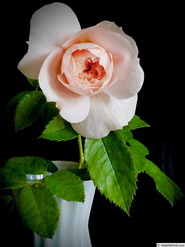 'Colette ® (hybrid tea, Meilland 1994)' rose photo