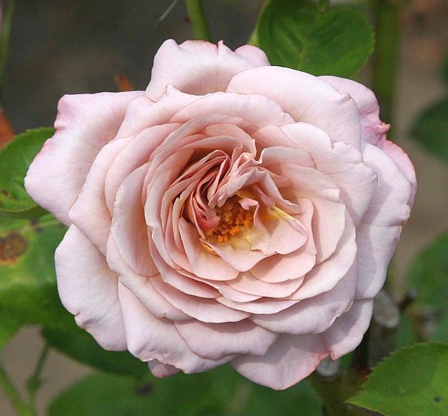 'Blue Girl® (hybrid tea, Sauvageot/NIRP, 2008)' rose, click to enlarge 'Blue Girl® (hybrid tea, Sauvageot/NIRP, 2008)' rose photo