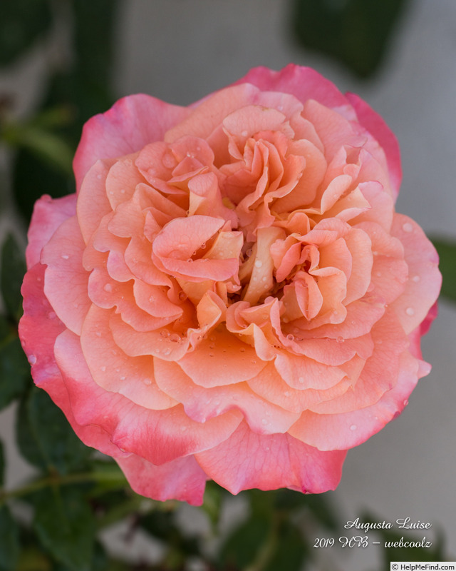 'Augusta Luise ® (Hybrid Tea, Evers, 1999)' rose photo