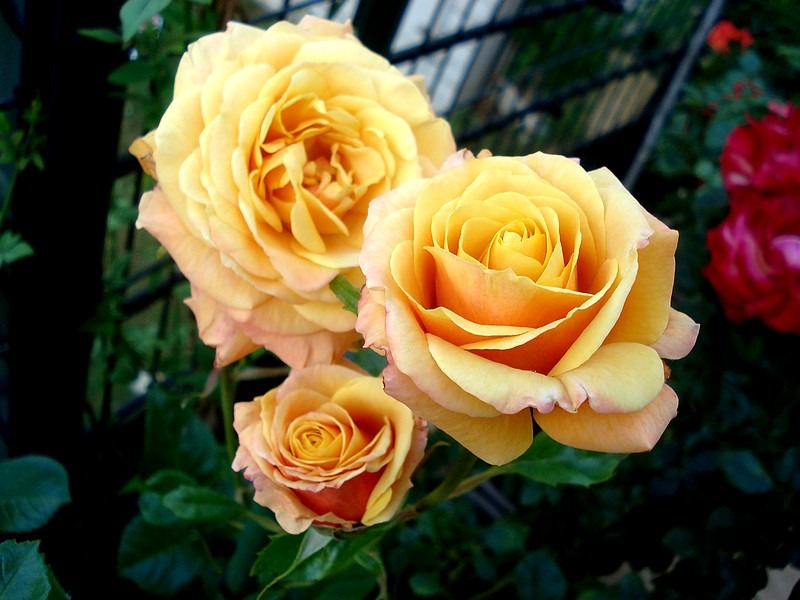 'Amber Flush' rose photo
