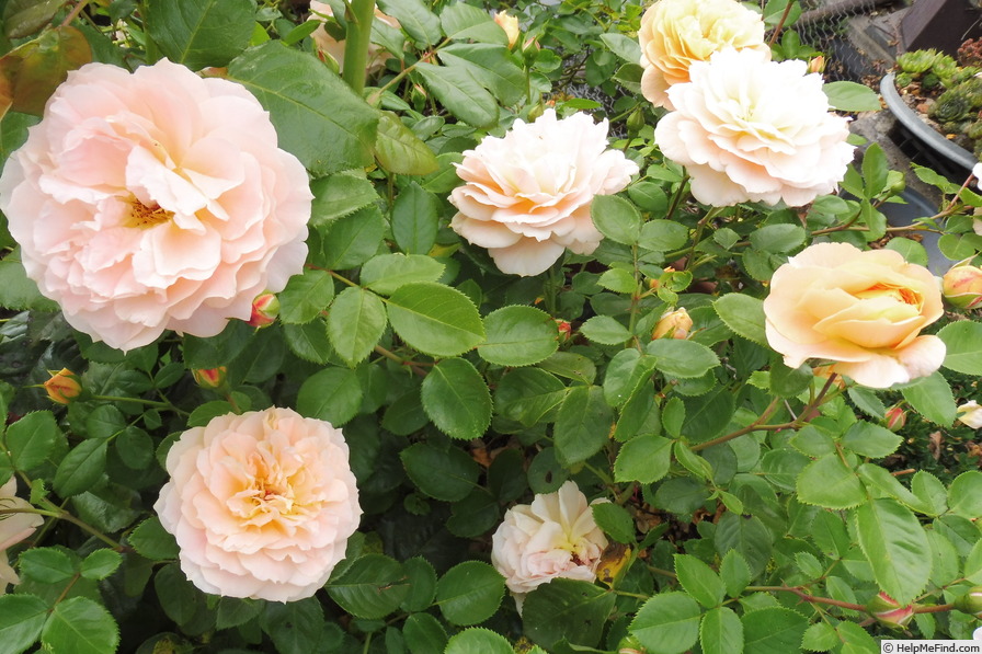'Schöne vom See ' Rose Photo