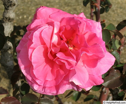 'Manuela ®' rose photo