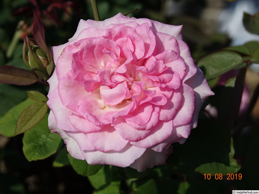 'Beverly ®' rose photo