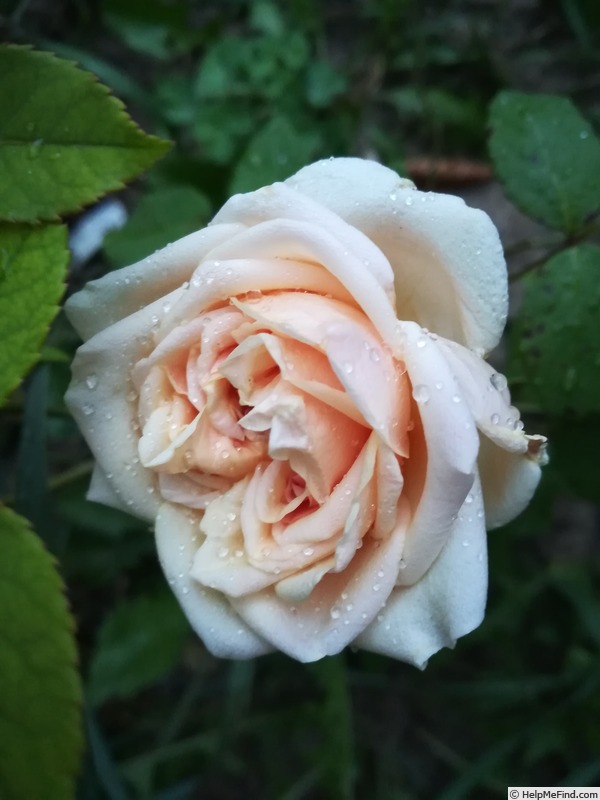 'Mademoiselle Franziska Krüger' rose photo