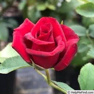 'Chessie's Favorite' rose photo