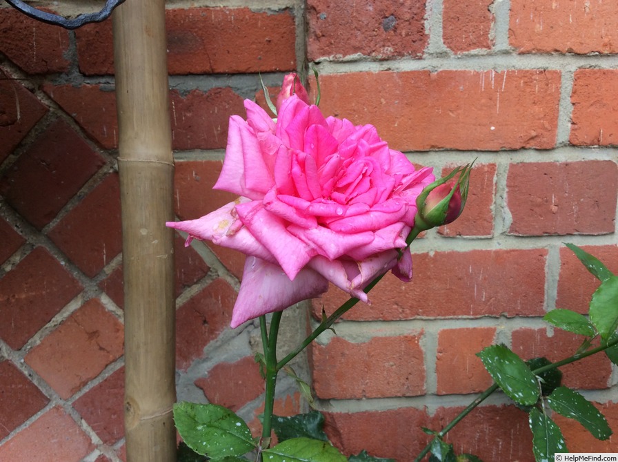 'Columbia (hybrid tea, Hill 1916)' rose photo