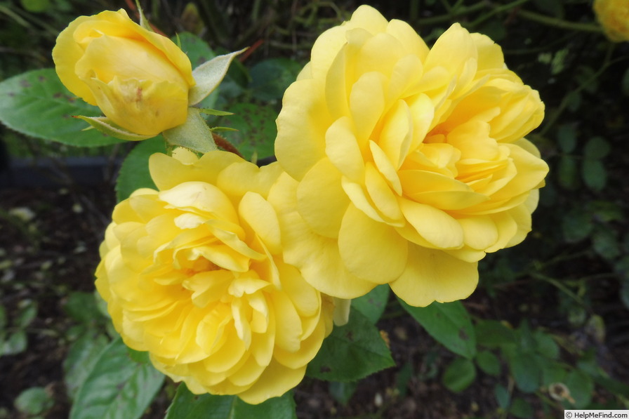 'Anny Duperey ®' rose photo