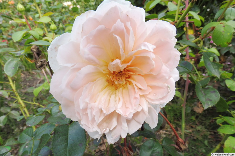 'AUSbonny' rose photo