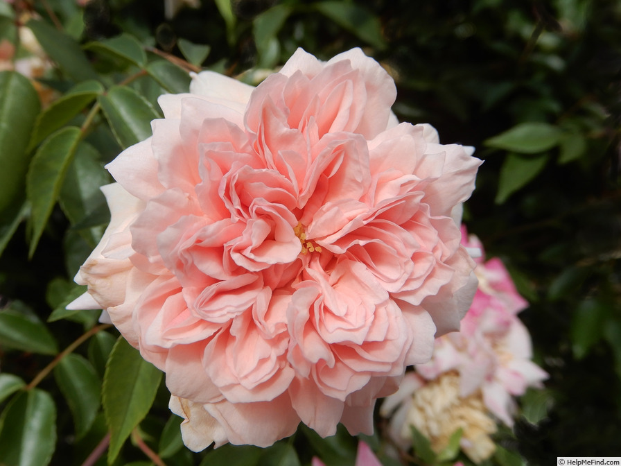 'Mel's Heritage' rose photo
