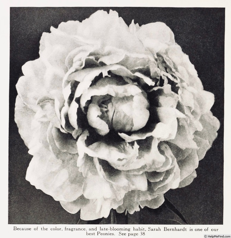 'Sarah Bernhardt (hybrid lactiflora, Lemoine, 1896)' peony photo