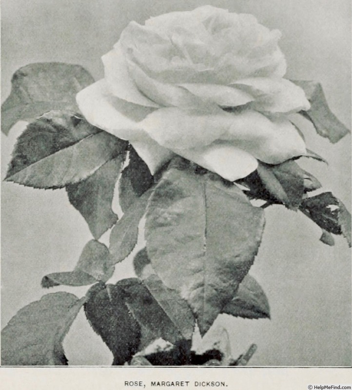 'Margaret Dickson' rose photo