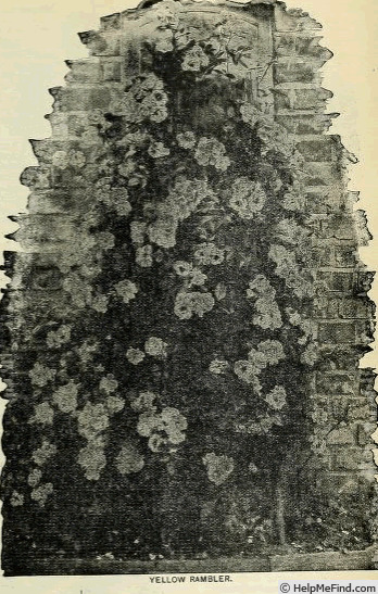 'Yellow Rambler (Hybrid Multiflora, Schmitt, 1896)' rose photo