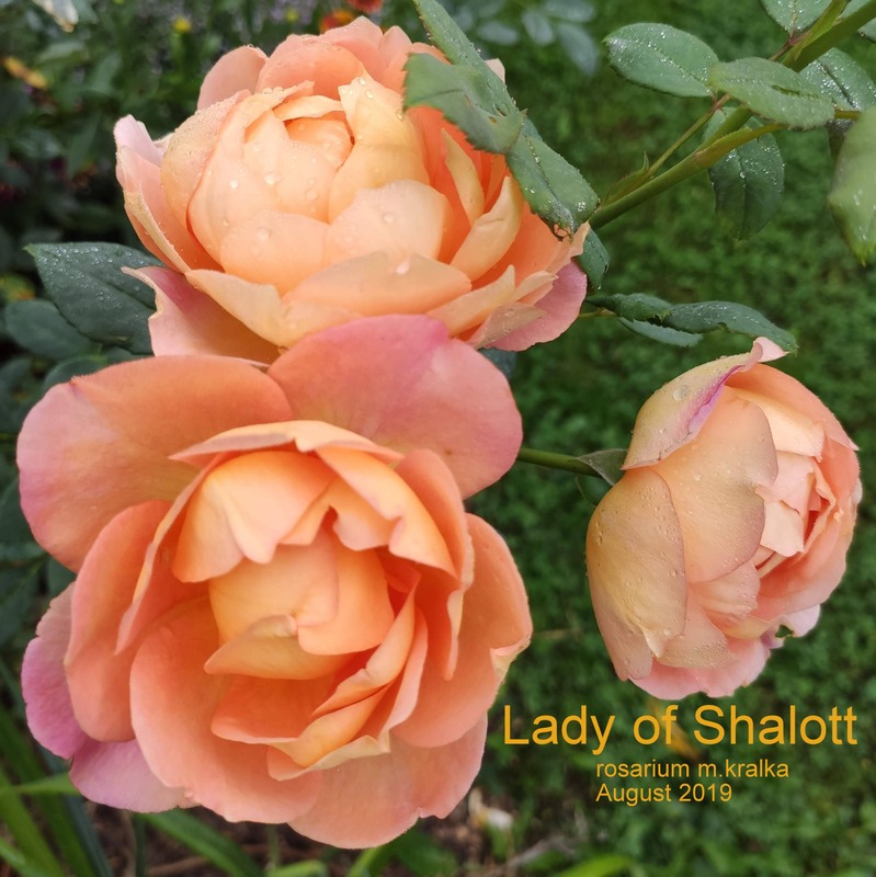 'Lady of Shalott ®' rose photo