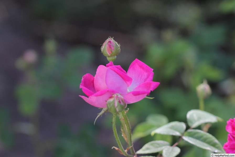 'Gallique Nouvelle' rose photo