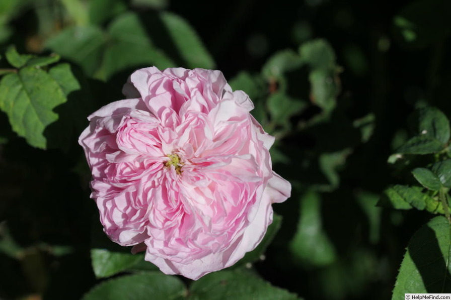 'Ferdinand de Buck' rose photo