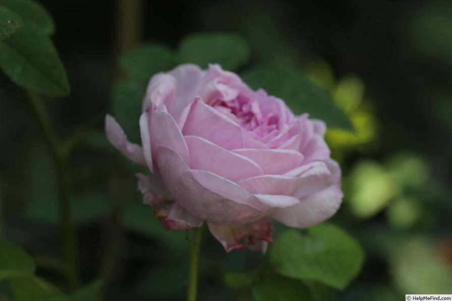 'Ferdinand de Buck' rose photo