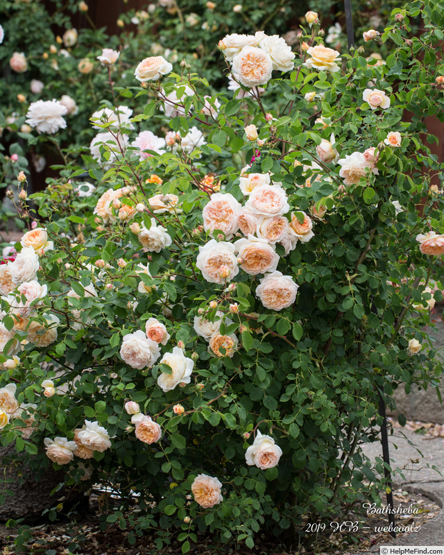 'Bathsheba' rose photo