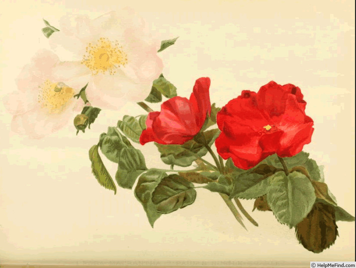 'Paul's Single Crimson' rose photo