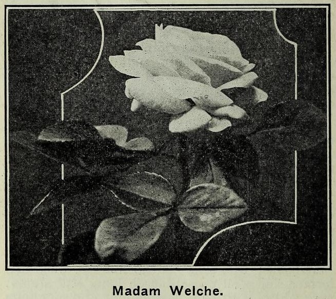 'Madame Welche' rose photo