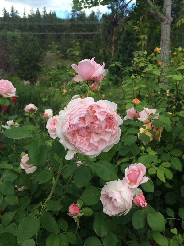 'Lilac Rose (English rose, Austin 1990)' rose photo