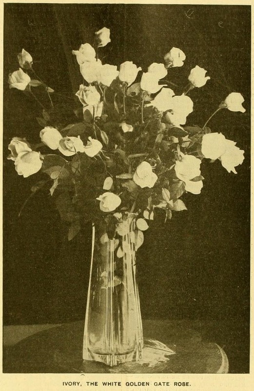 'Ivory (tea, Durfee, 1901)' rose photo