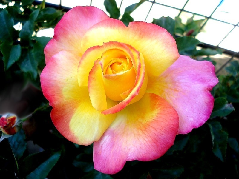 'Concours Lepine ®' rose, click to enlarge 'Concours Lepine ®' rose photo