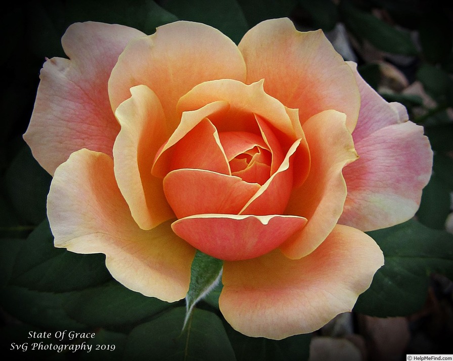 'State of Grace' rose photo