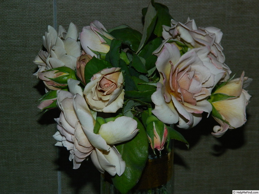 'Grey Pearl' rose photo
