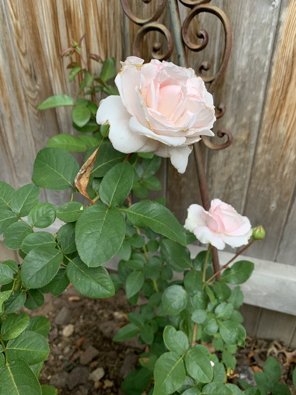 'First Crush™' rose photo