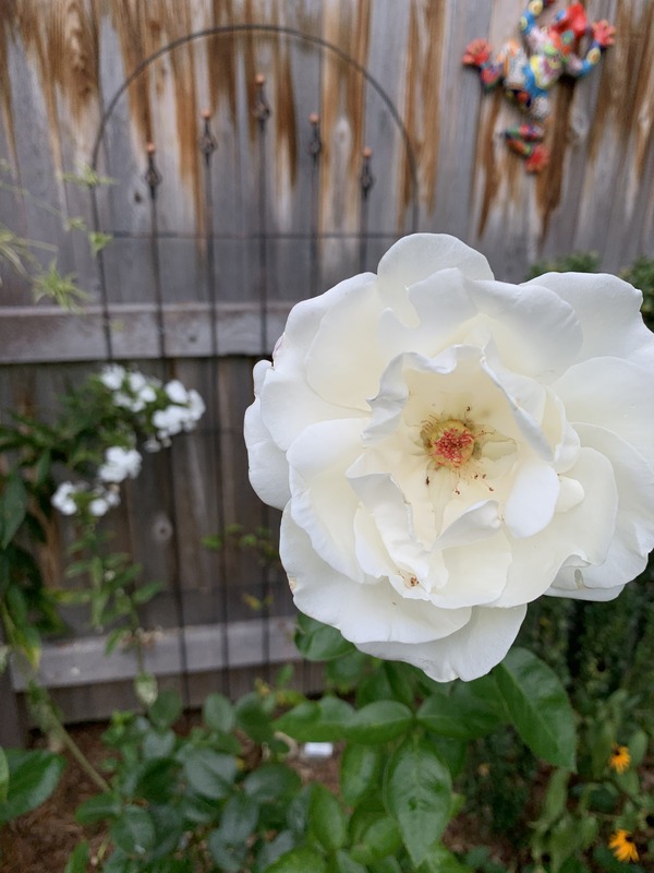 'Home and Family ™' rose photo