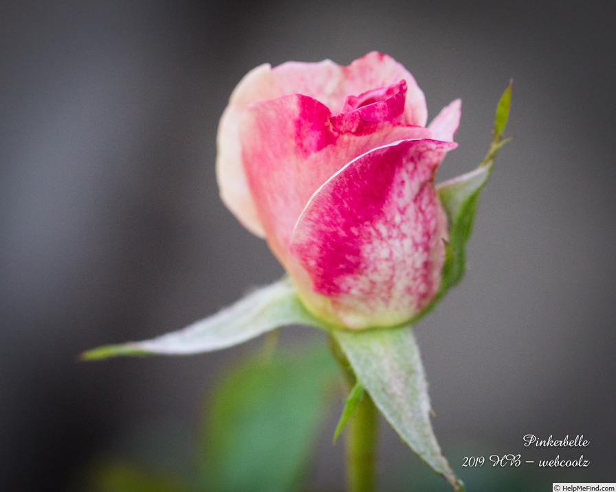 'Pinkerbelle™' rose photo