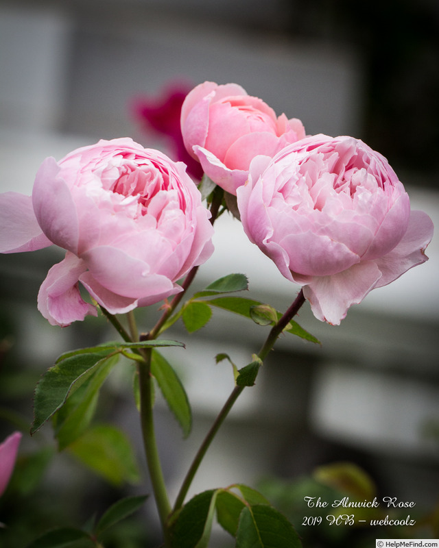 'The Alnwick Rose' rose photo