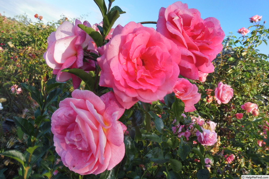 'Sommersonne (shrub, Kordes 1998)' rose photo