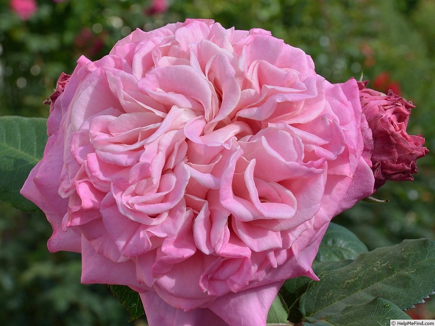 'Ashley ® (hybrid tea, Evers/Tantau 2008/14)' rose photo