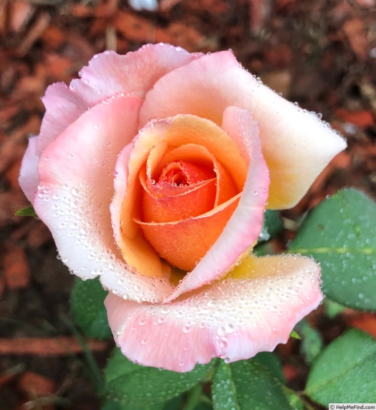 'Tahitian Sunset ™' rose photo