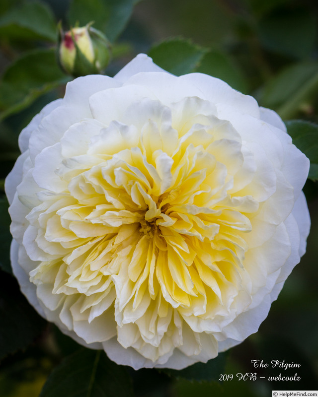 'The Pilgrim ®' rose photo