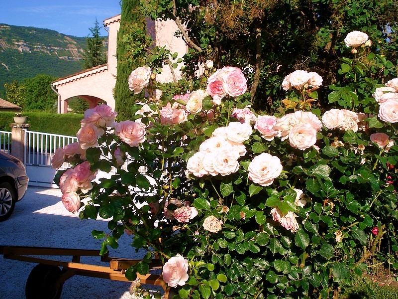'Clair Renaissance ™' rose photo
