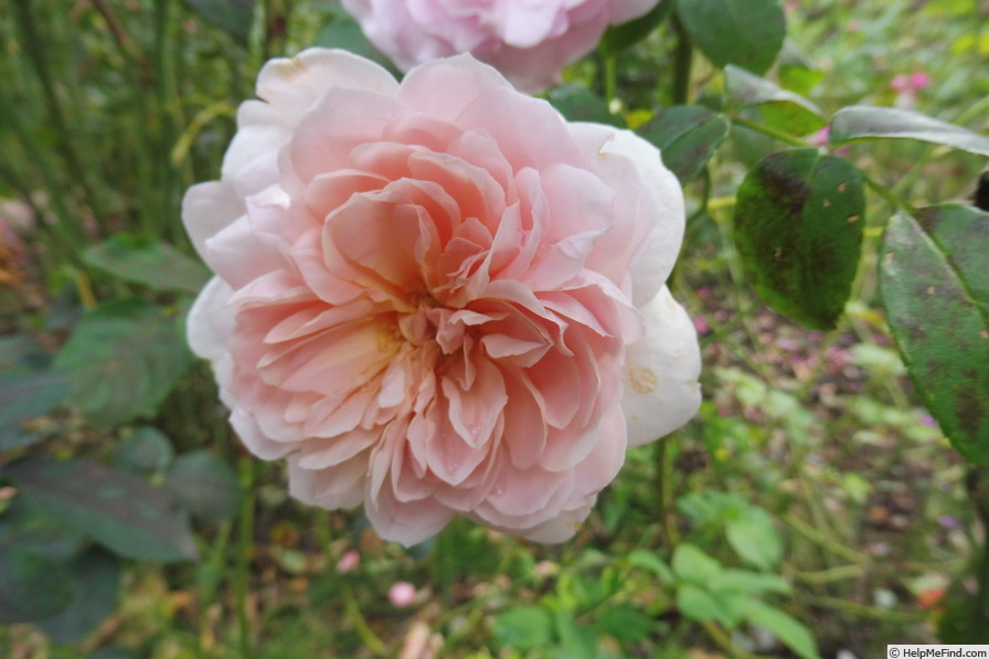 'AUSbonny' rose photo