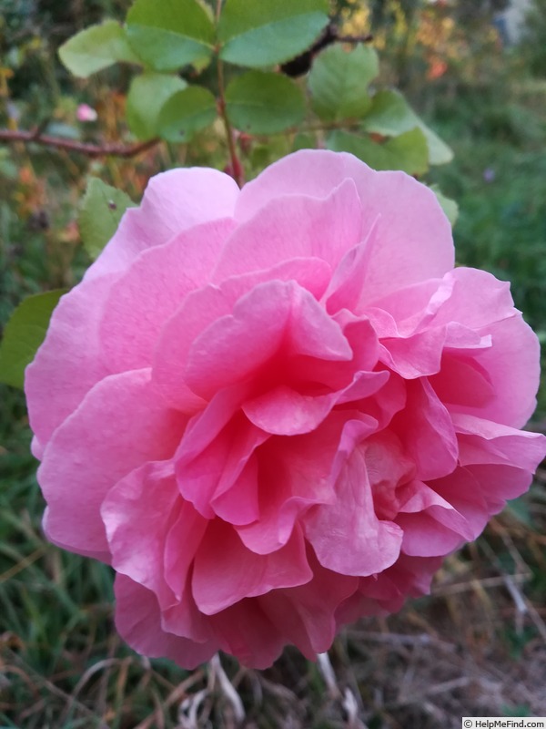 'Hanka (moss, Scarman 2007)' rose photo
