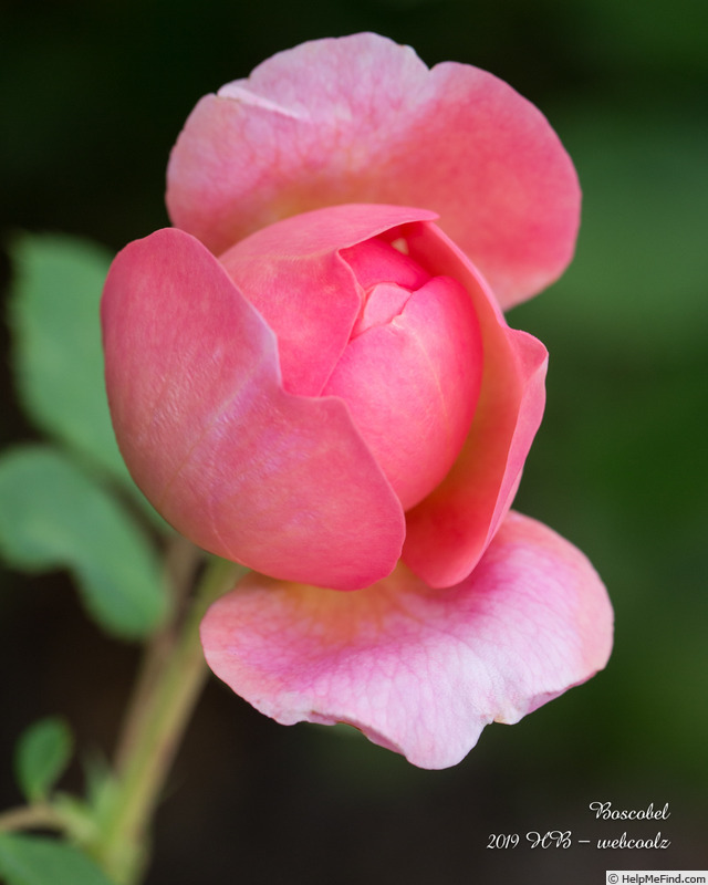 'Boscobel ® (shrub, Austin 2012)' rose photo