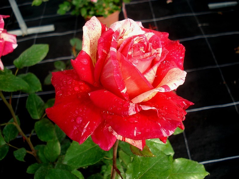 'Brocéliande ® (Hybrid Tea, Adam 2000)' rose photo