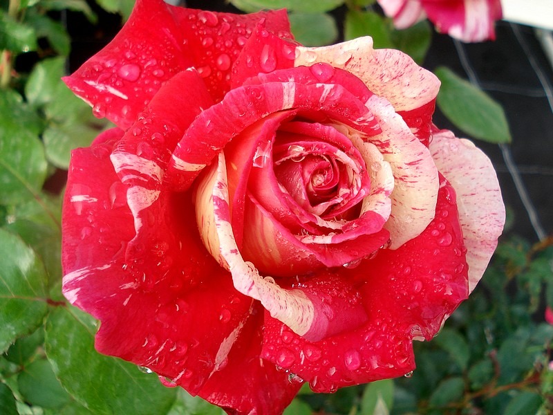 'Brocéliande ® (Hybrid Tea, Adam 2000)' rose photo