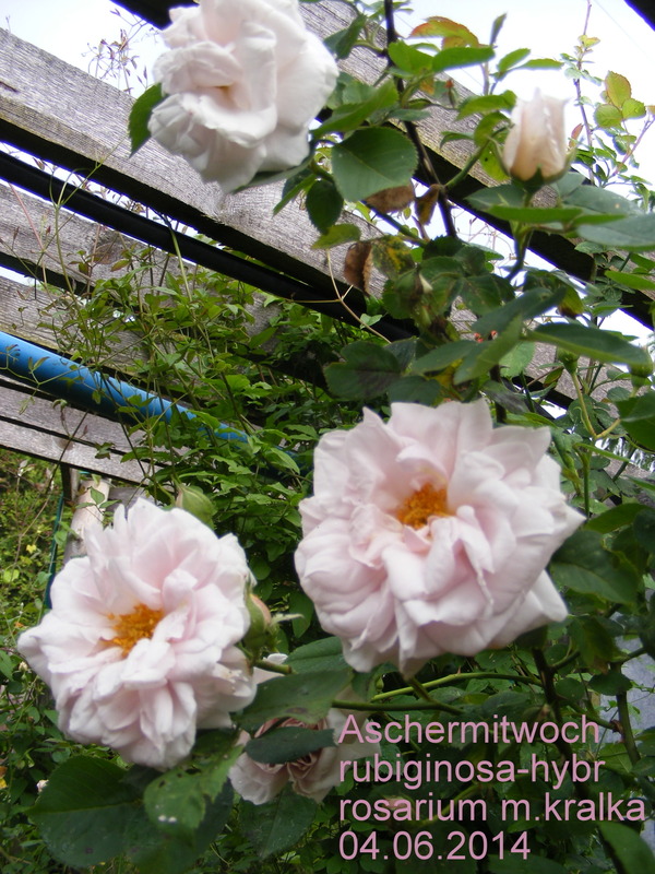 'Aschermittwoch (large flowered climber, Kordes, 1955)' rose photo