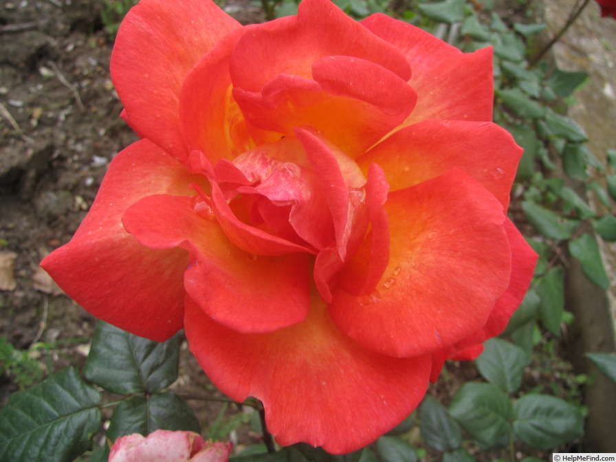'Fiaba' rose photo