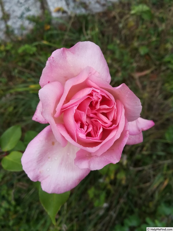 'Madame Emilie Charrin' rose photo