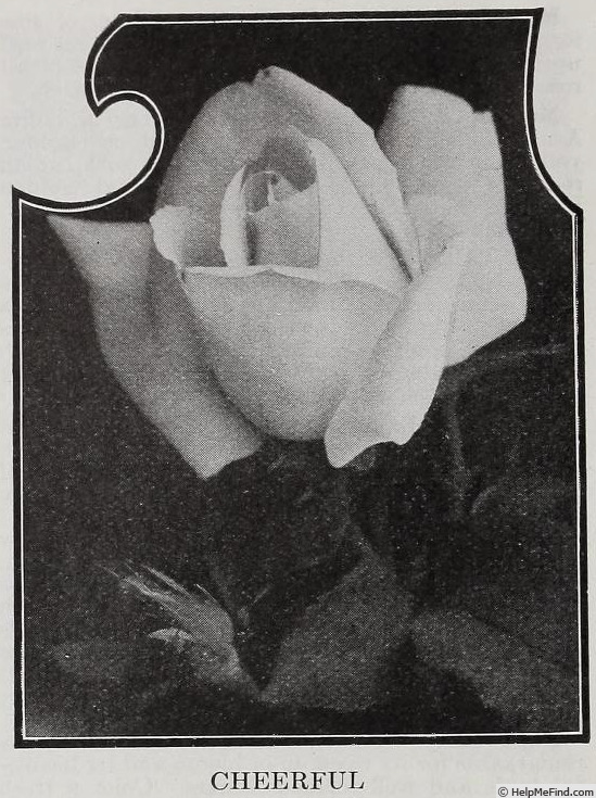 'Cheerful (Pernetiana, McGredy, 1915)' rose photo