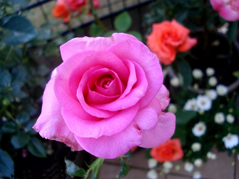 'Marie-Ange Nardi ®' rose photo